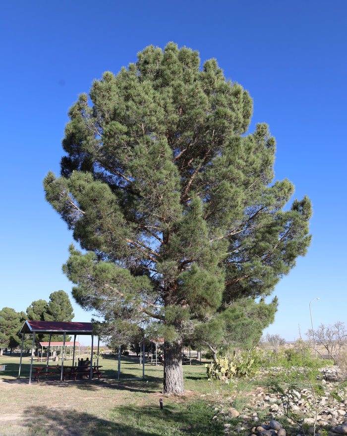 Afghan Pine  10 Seeds  Pinus eldarica