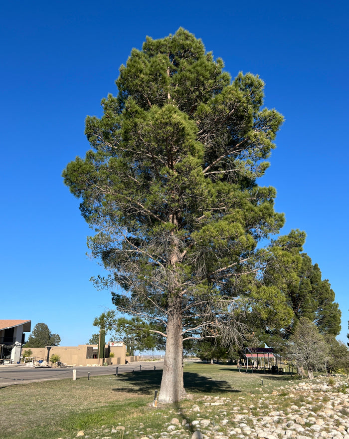 Afghan Pine  10 Seeds  Pinus eldarica