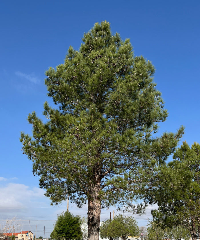 Afghan Pine  10 Seeds  Pinus eldarica