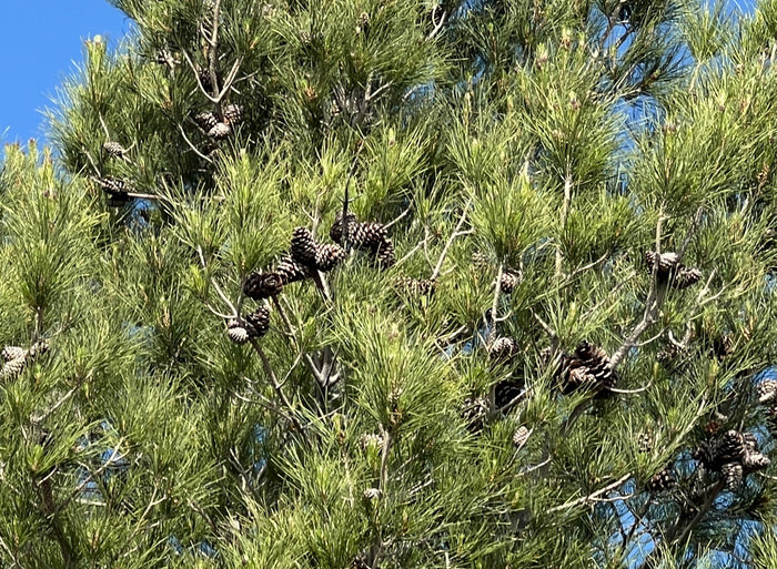 Afghan Pine  10 Seeds  Pinus eldarica