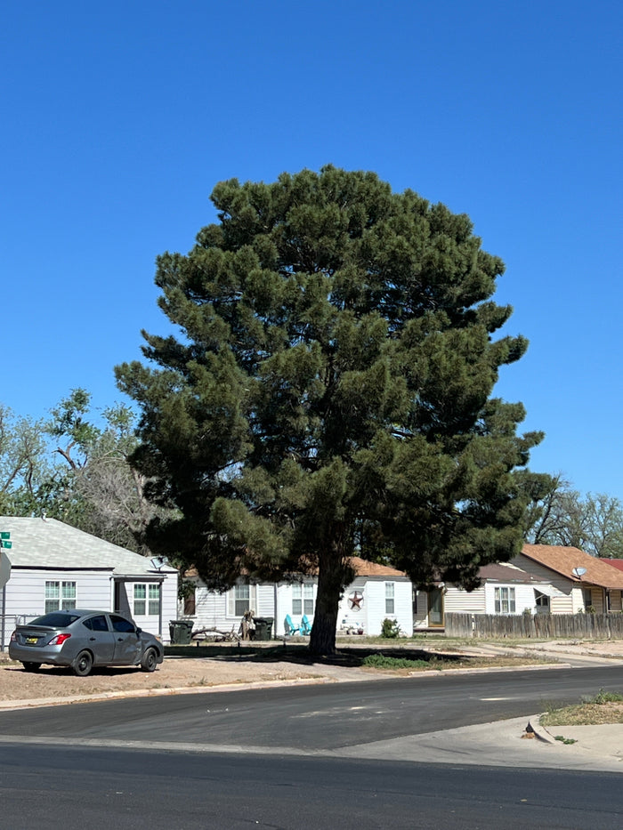 Afghan Pine  10 Seeds  Pinus eldarica
