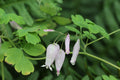 Allegheny Vine  Adlumia fungosa  25 Seeds