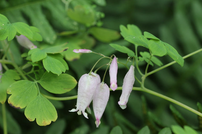 Allegheny Vine  Adlumia fungosa  25 Seeds