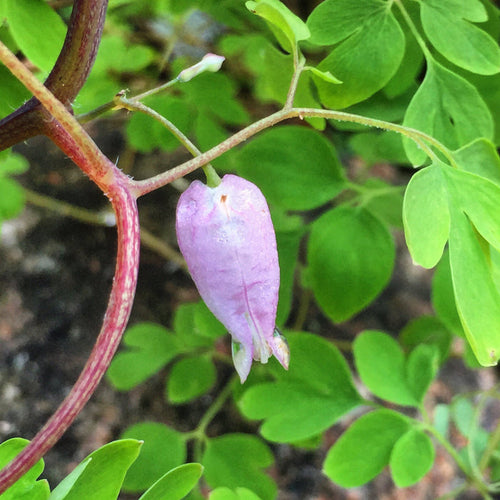 Allegheny Vine  Adlumia fungosa  25 Seeds