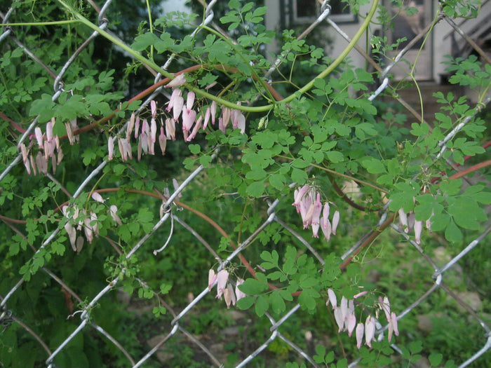 Allegheny Vine  Adlumia fungosa  25 Seeds