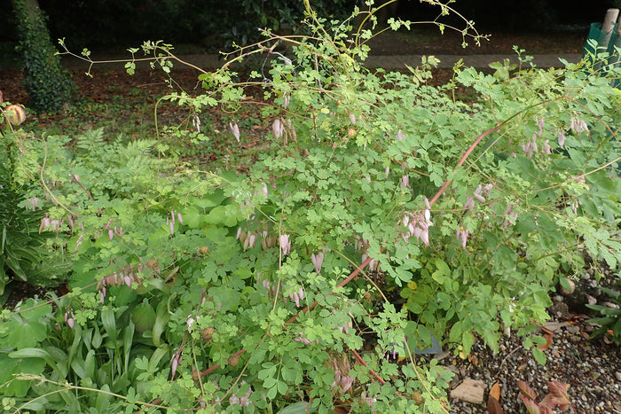 Allegheny Vine  Adlumia fungosa  25 Seeds