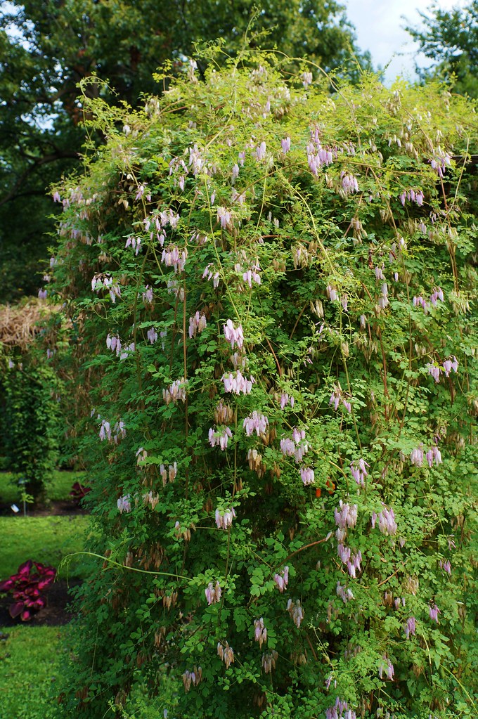 Allegheny Vine  Adlumia fungosa  25 Seeds