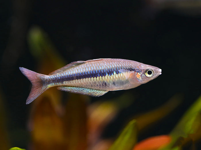 Alleni Rainbowfish (Chilatherina alleni) – Tank-Bred