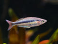 Alleni Rainbowfish (Chilatherina alleni) – Tank-Bred