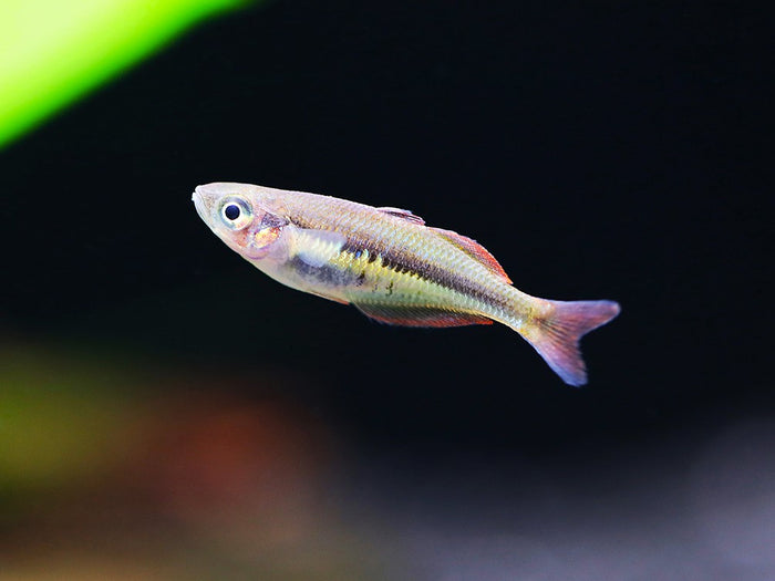 Alleni Rainbowfish (Chilatherina alleni) – Tank-Bred