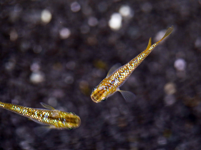Amber Lame Medaka Ricefish (Oryzias latipes 'Amber Lame') – Tank-Bred