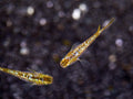 Amber Lame Medaka Ricefish (Oryzias latipes 'Amber Lame') – Tank-Bred