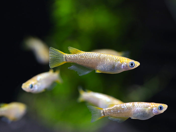 Amber Lame Medaka Ricefish (Oryzias latipes 'Amber Lame') – Tank-Bred