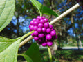 American Beautyberry  100 Seeds  Callicarpa americana