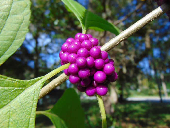 American Beautyberry  100 Seeds  Callicarpa americana