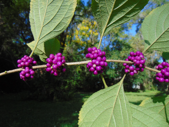 American Beautyberry  100 Seeds  Callicarpa americana