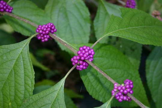 American Beautyberry  100 Seeds  Callicarpa americana