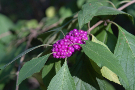American Beautyberry  100 Seeds  Callicarpa americana