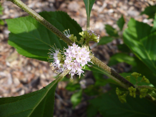 American Beautyberry  100 Seeds  Callicarpa americana
