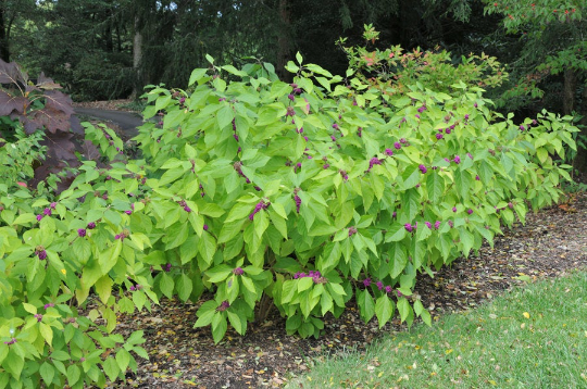 American Beautyberry  100 Seeds  Callicarpa americana