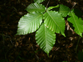American Beech 10 Seeds Fagus grandifolia