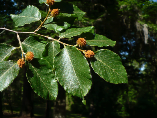 American Beech 10 Seeds Fagus grandifolia