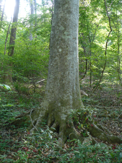 American Beech 10 Seeds Fagus grandifolia