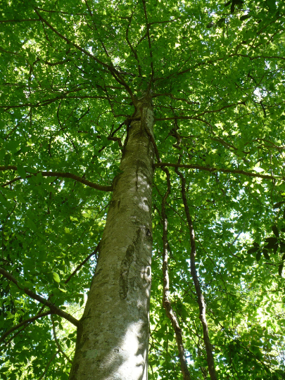 American Beech 10 Seeds Fagus grandifolia