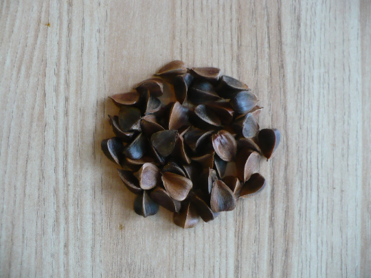 American Beech 10 Seeds Fagus grandifolia