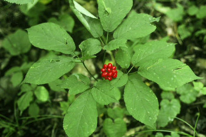 American Ginseng   10 Seeds   Panax quinquefolius