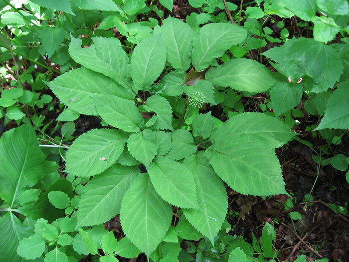 American Ginseng   10 Seeds   Panax quinquefolius