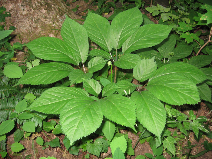 American Ginseng   10 Seeds   Panax quinquefolius