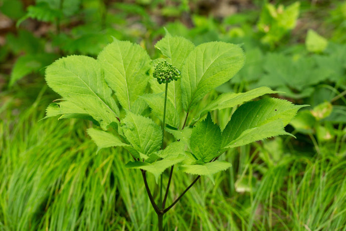American Ginseng   10 Seeds   Panax quinquefolius