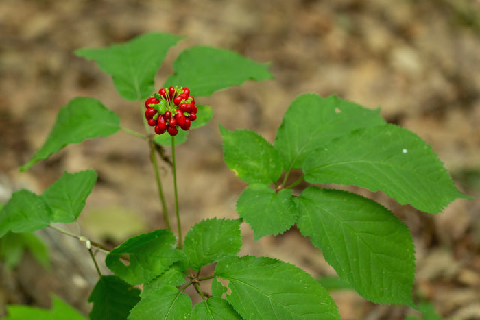 American Ginseng   10 Seeds   Panax quinquefolius