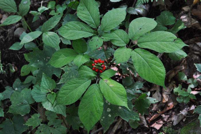 American Ginseng   10 Seeds   Panax quinquefolius