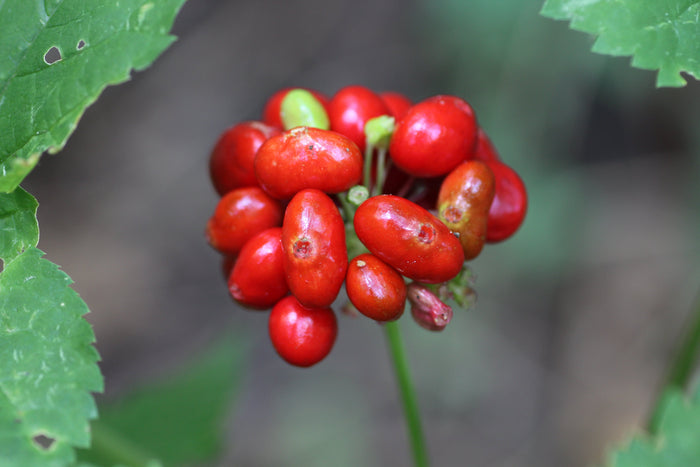 American Ginseng   10 Seeds   Panax quinquefolius