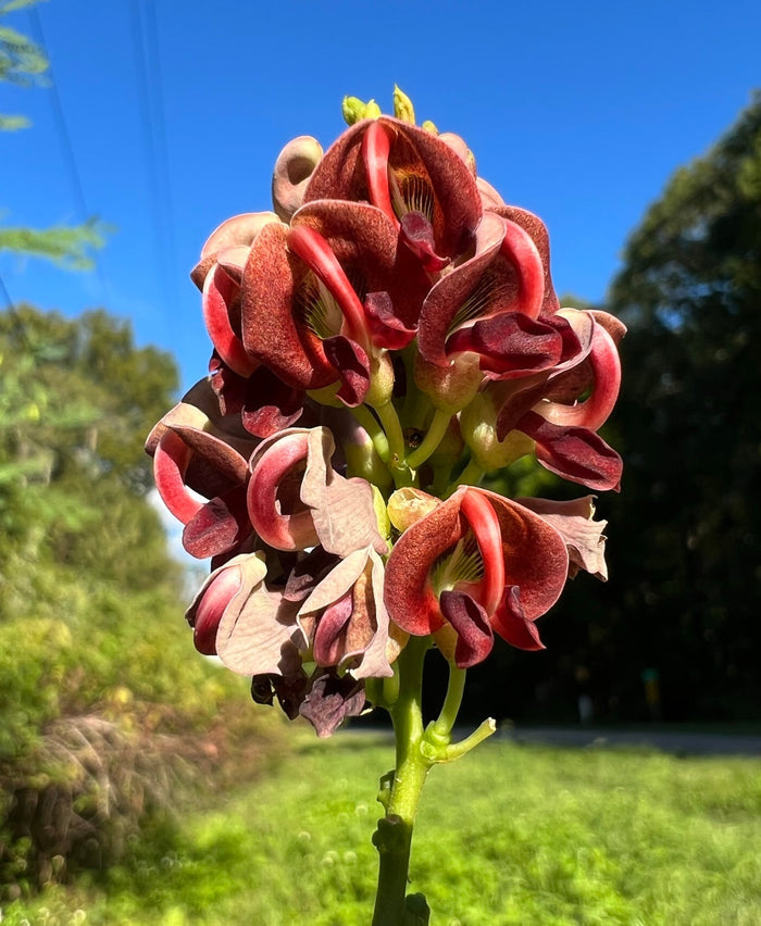 American Groundnut Apios americana 20 Seeds