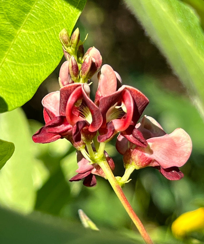 American Groundnut Apios americana 20 Seeds