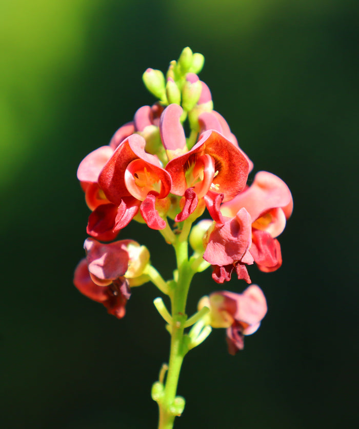 American Groundnut Apios americana 20 Seeds