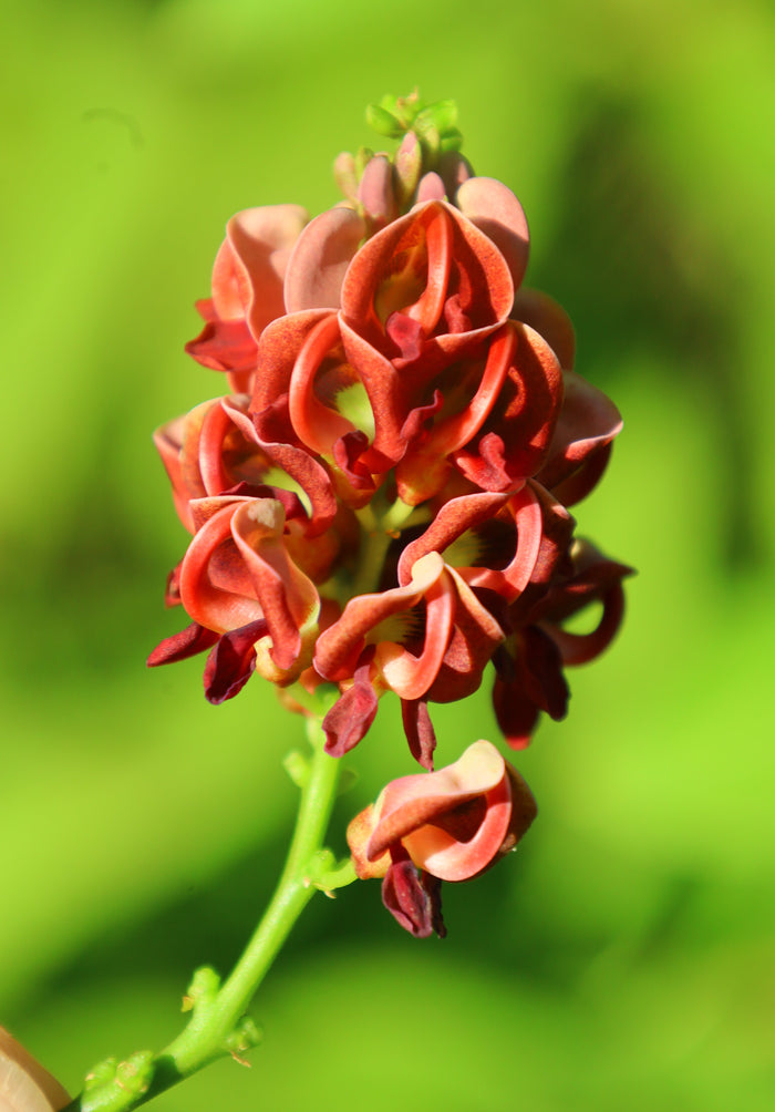 American Groundnut Apios americana 20 Seeds