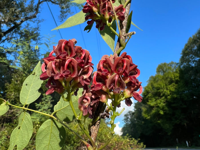 American Groundnut Apios americana 20 Seeds