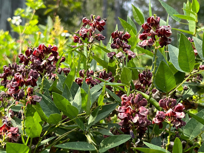 American Groundnut Apios americana 20 Seeds