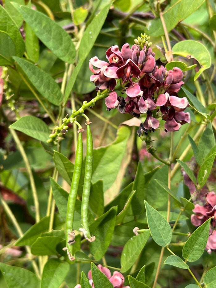 American Groundnut Apios americana 20 Seeds