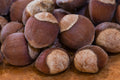 American Hazelnut  5 Seeds  Corylus americana