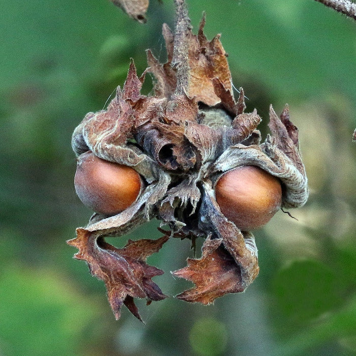 American Hazelnut  5 Seeds  Corylus americana