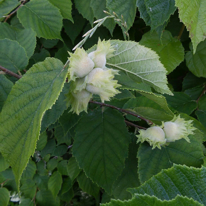 American Hazelnut  5 Seeds  Corylus americana