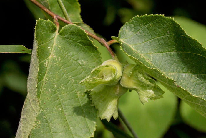 American Hazelnut  5 Seeds  Corylus americana