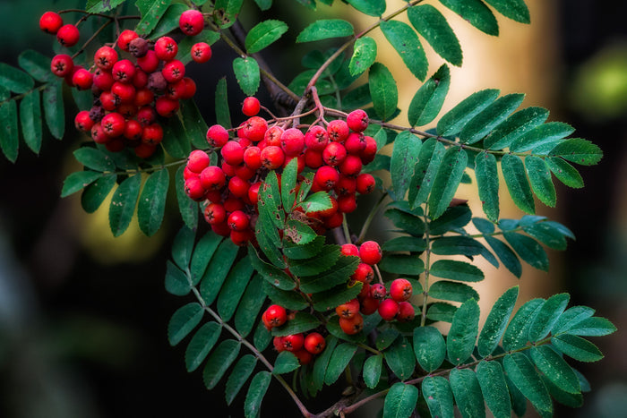 American Mountain Ash Sorbus americana 100 Seeds