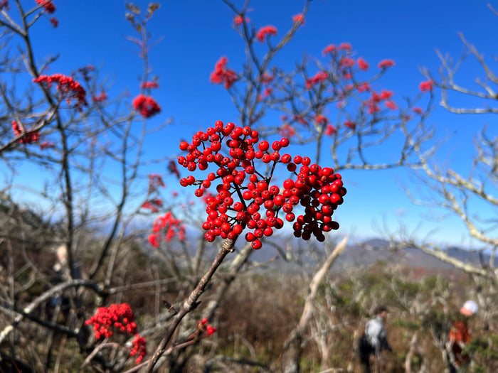 American Mountain Ash Sorbus americana 100 Seeds