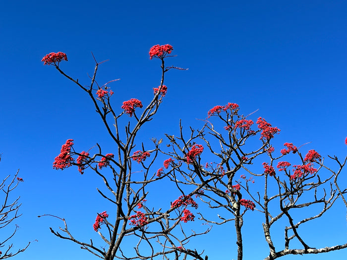 American Mountain Ash Sorbus americana 100 Seeds